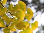 Artificial Ginkgo Tree