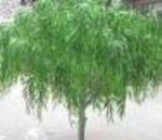 Artificial Willow Tree