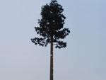 Artificial Tree Base Station