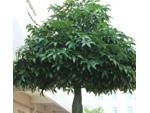 Artificial Money Tree