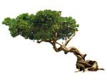 Artificial Banyan Tree