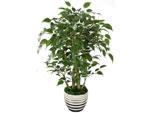 Artificial Ficus Plant