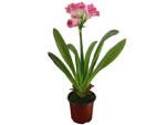 Artificial Bush Lily