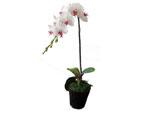 Artificial Butterfly Orchid